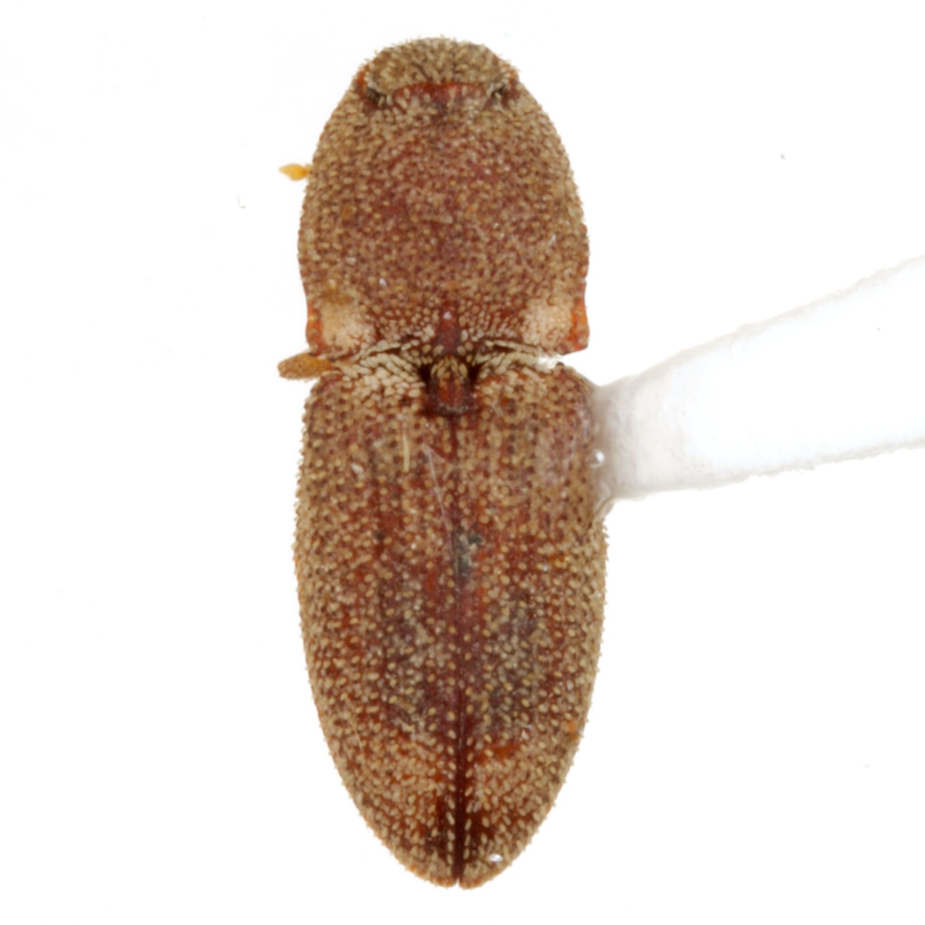 Meristhus