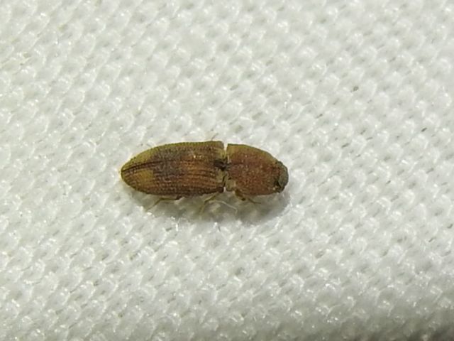 Meristhus