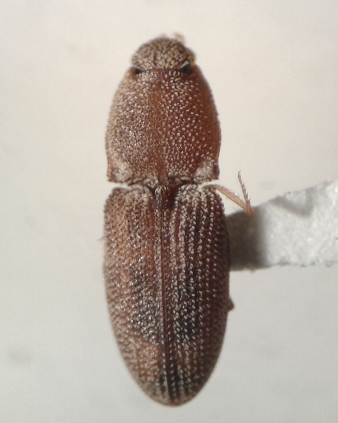 Meristhus