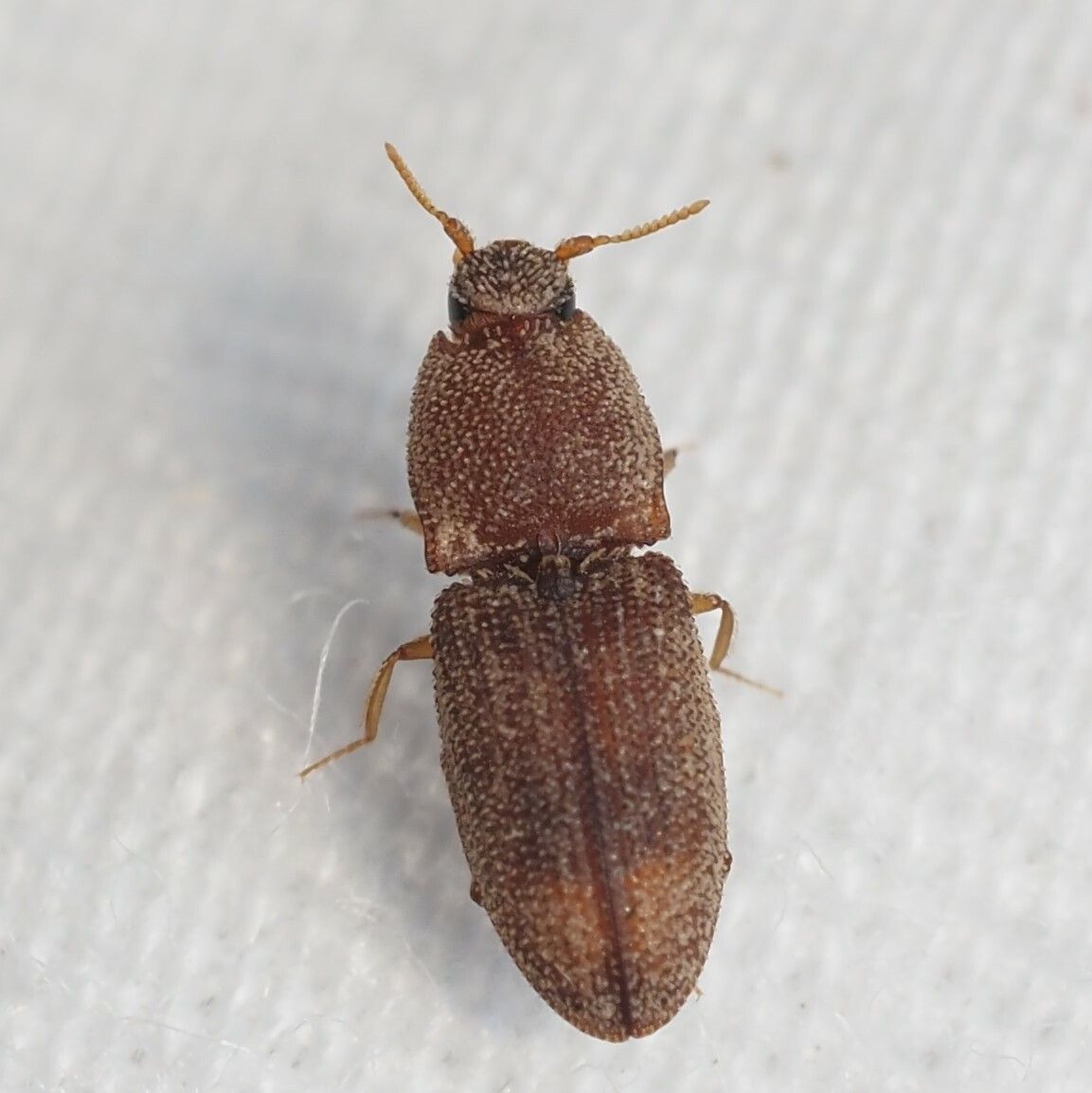 Meristhus
