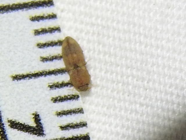 Meristhus