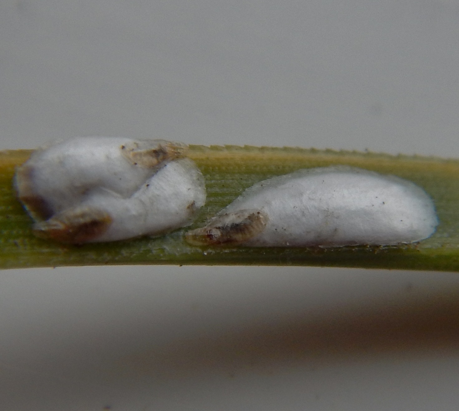 Chionaspis pinifoliae