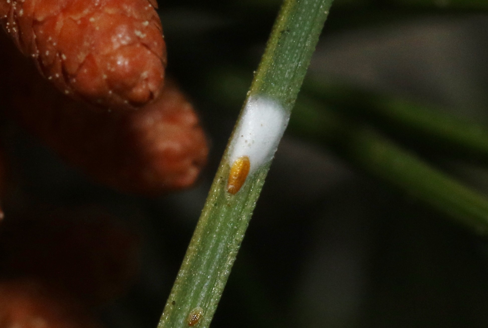 Chionaspis pinifoliae