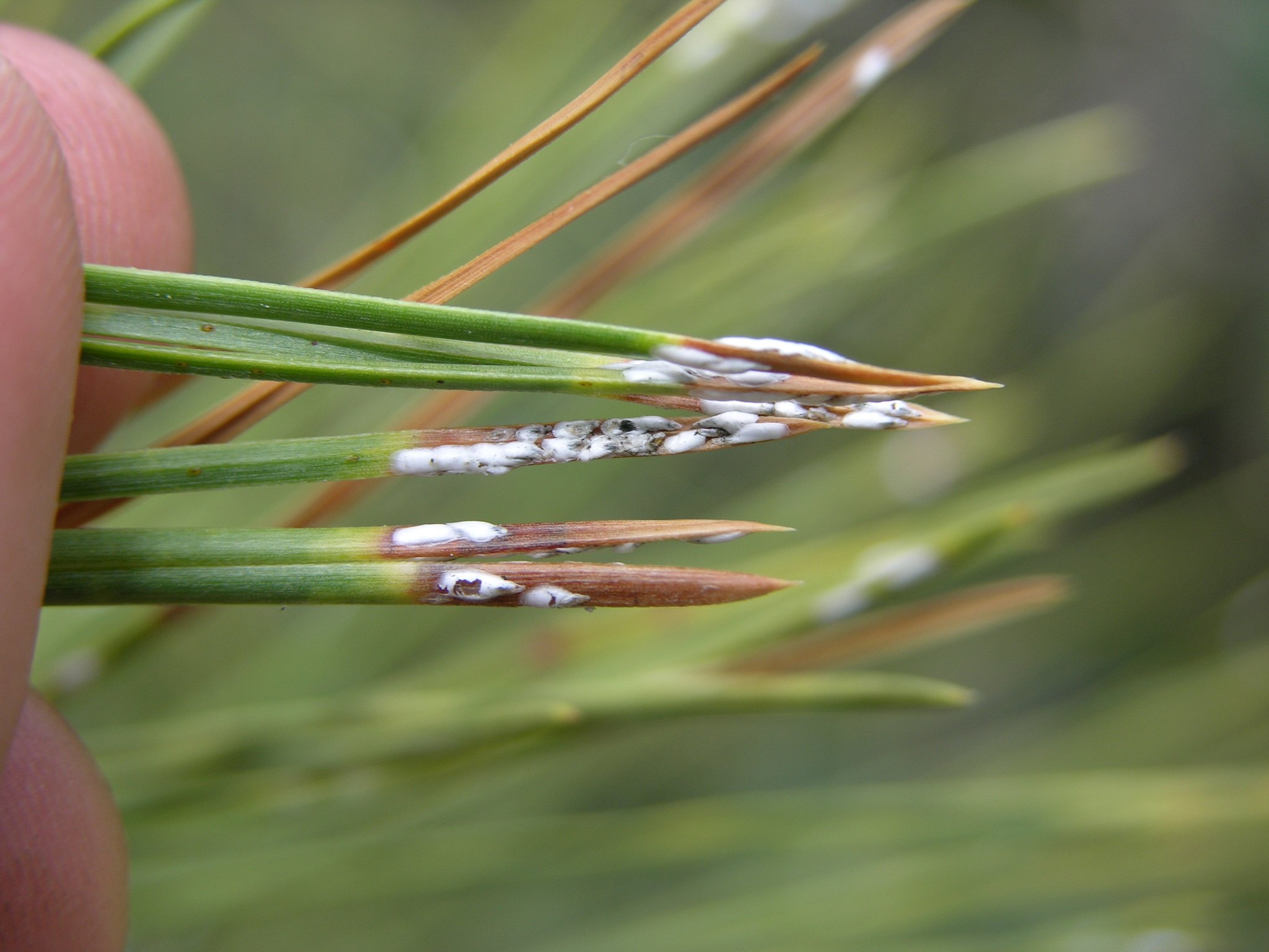 Chionaspis pinifoliae