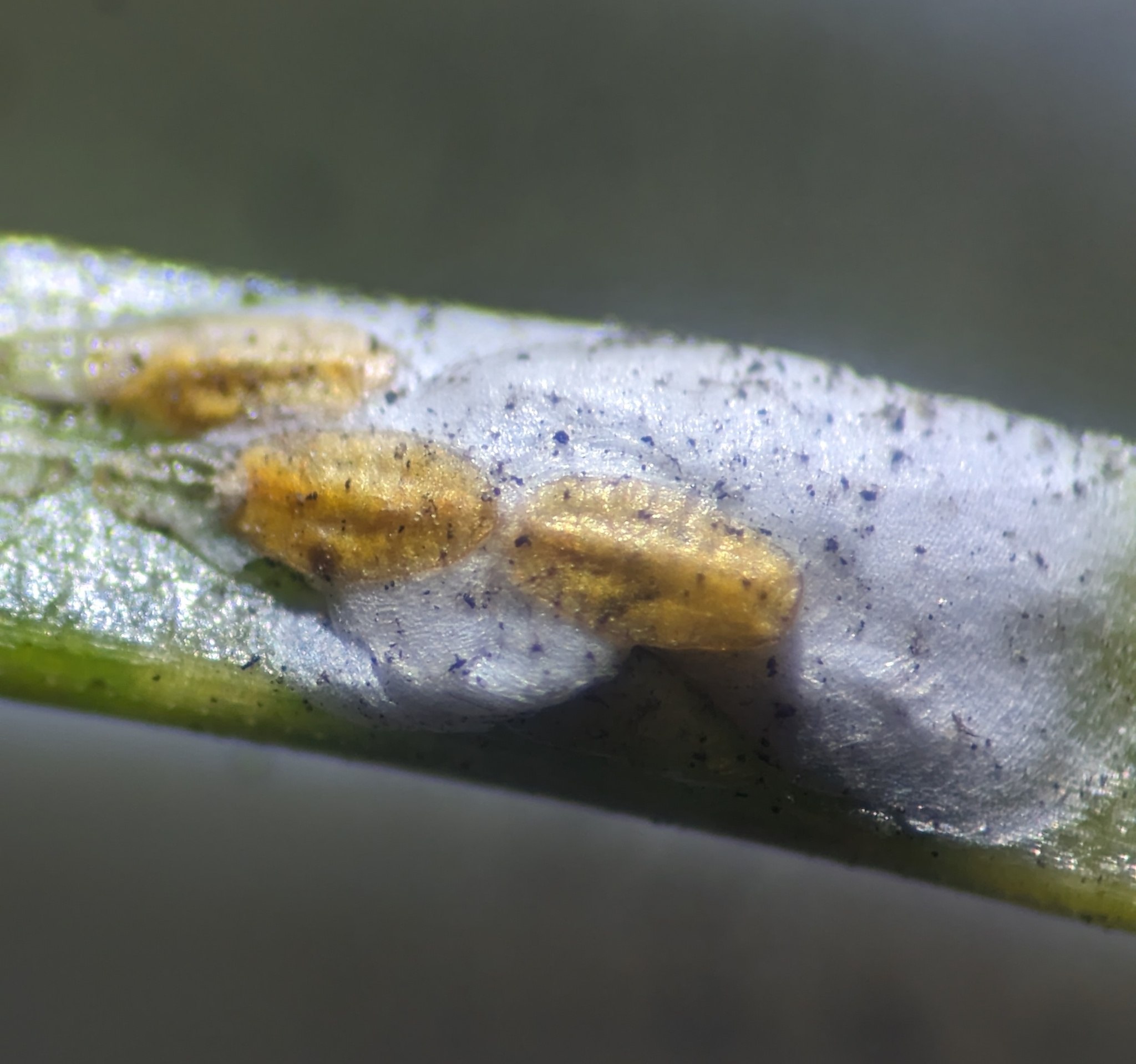Chionaspis pinifoliae