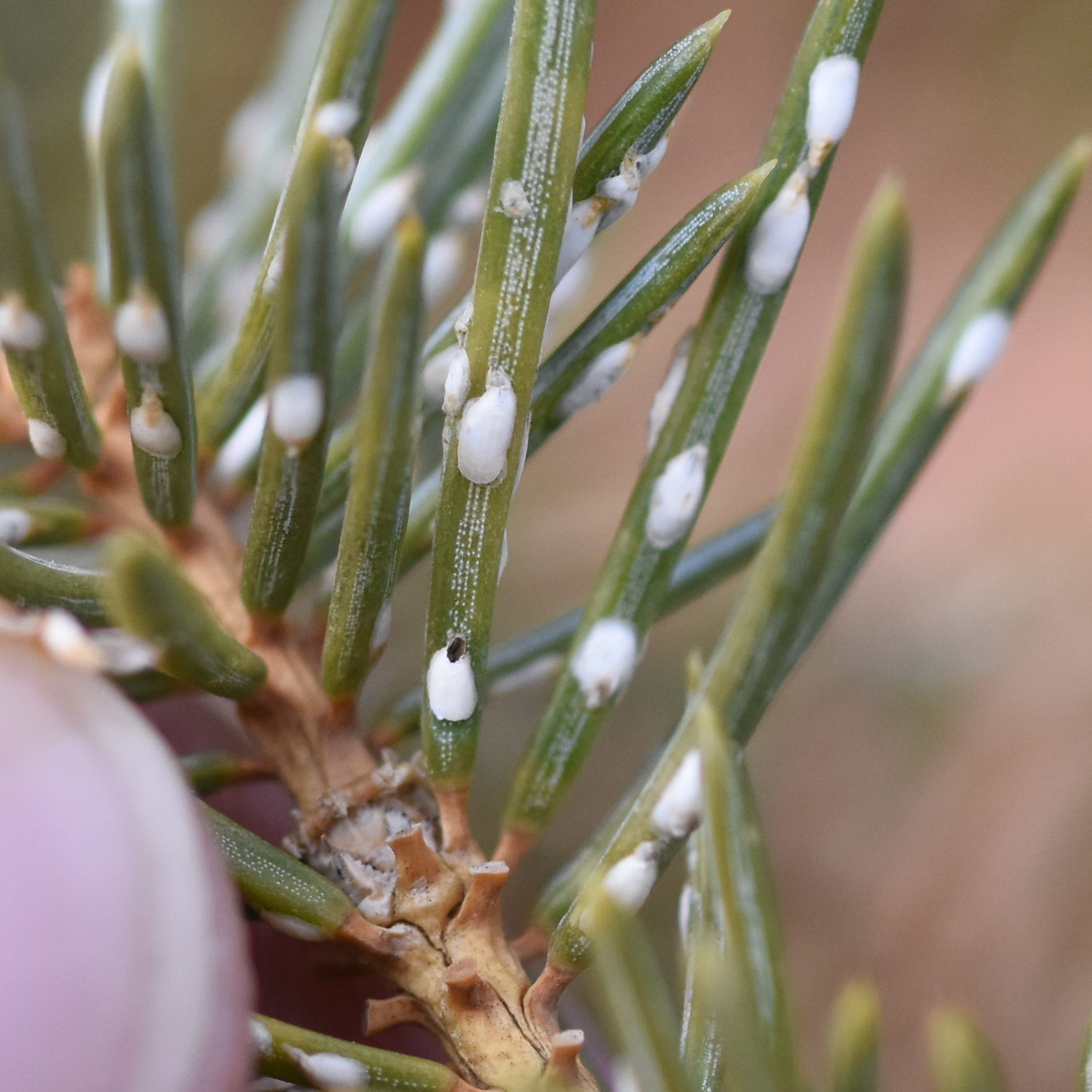 Chionaspis pinifoliae