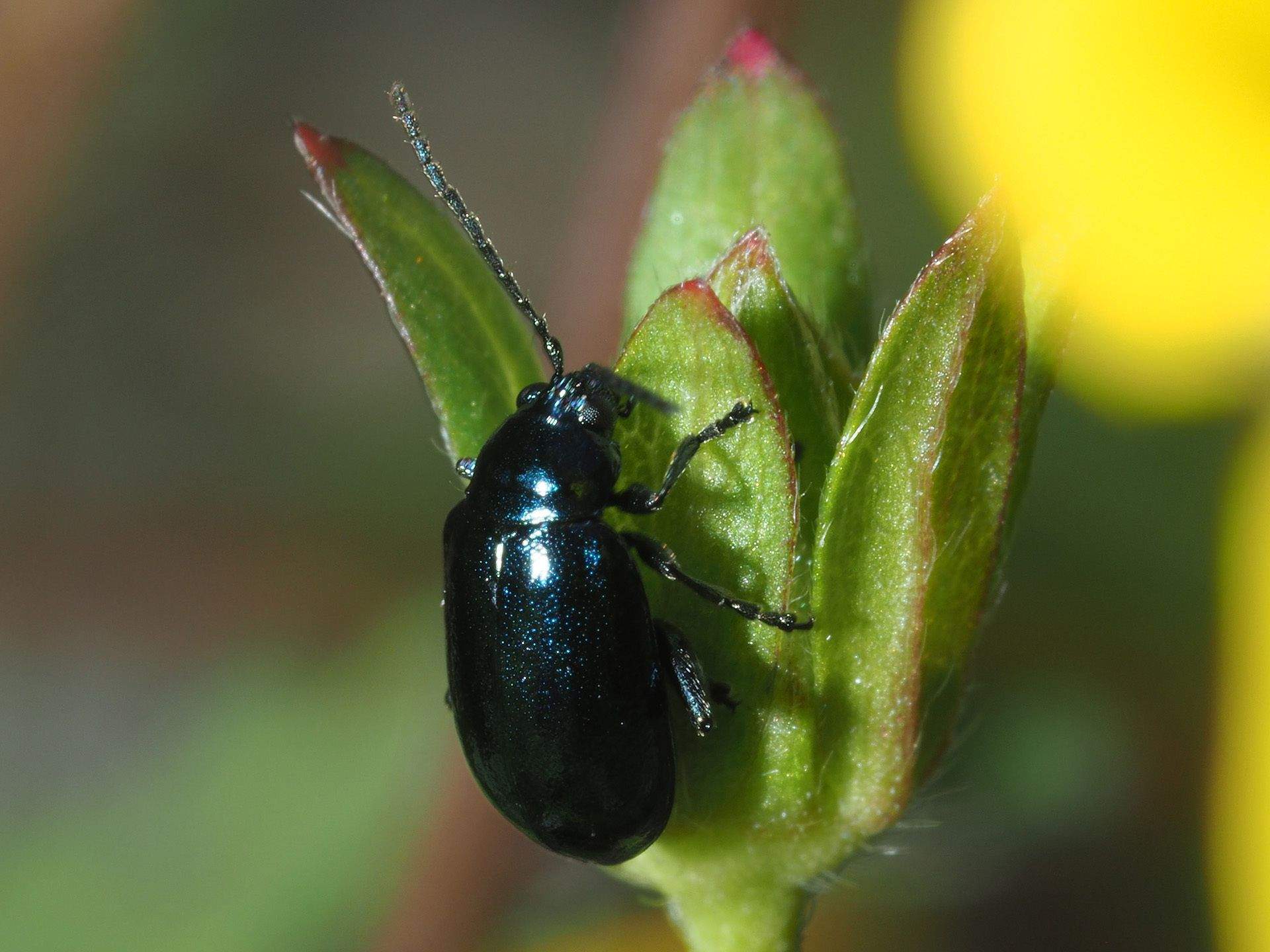 Altica impressicollis