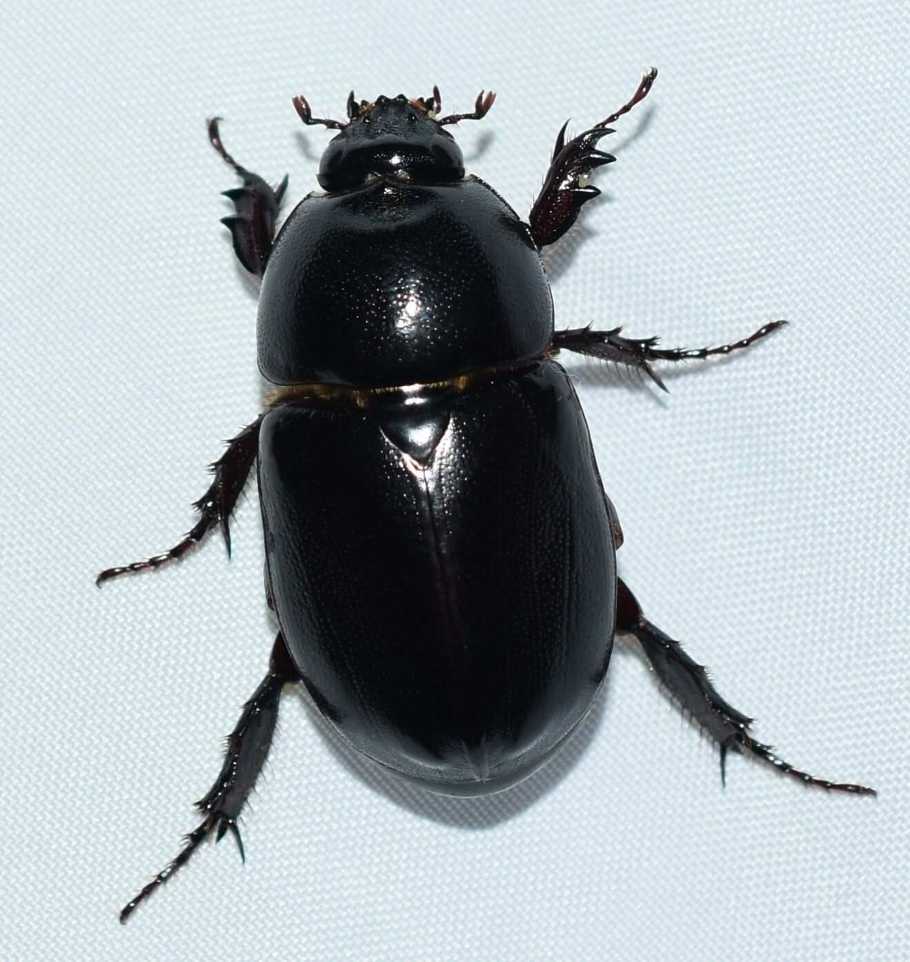 Tomarus bituberculatus