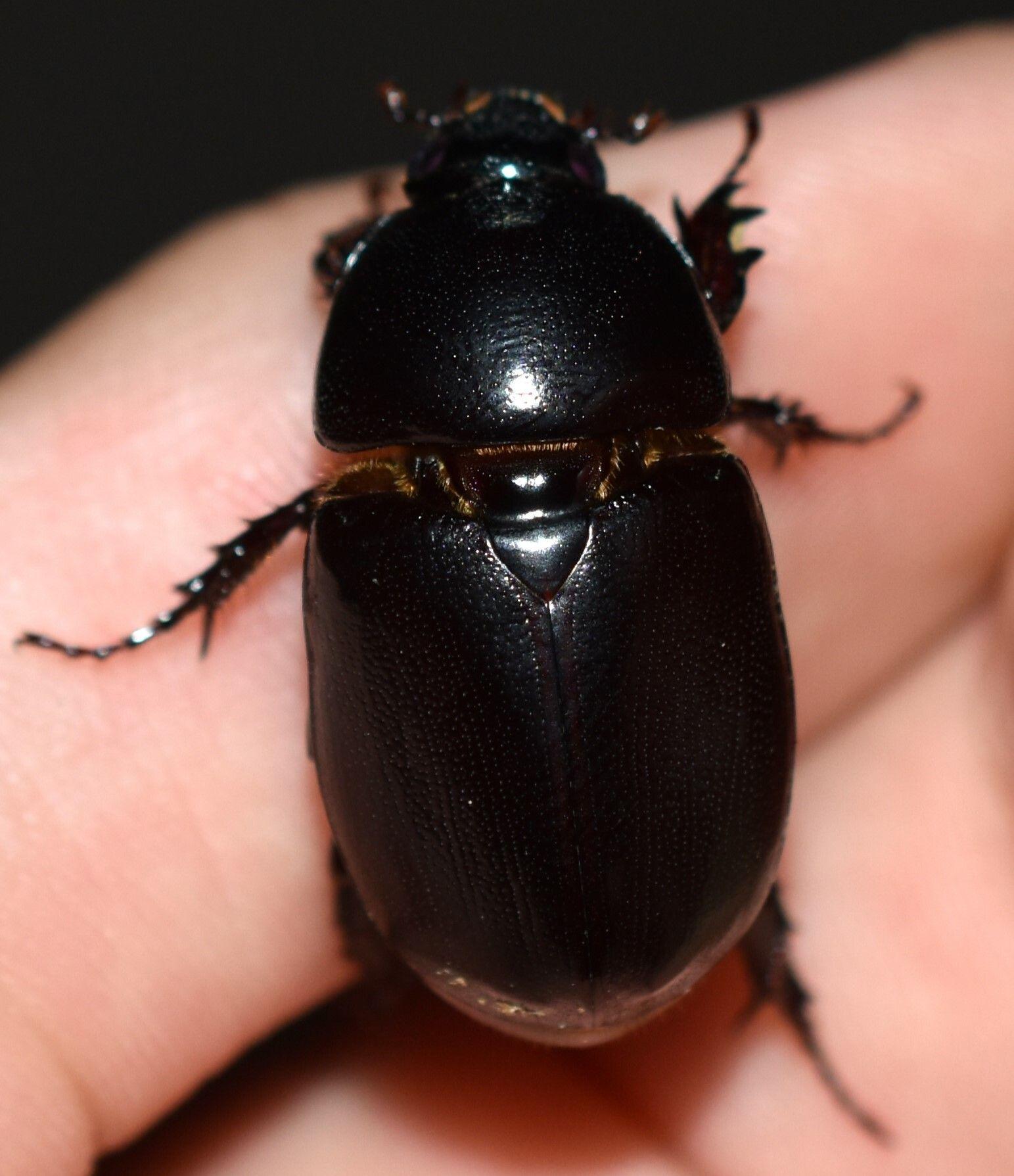 Tomarus bituberculatus