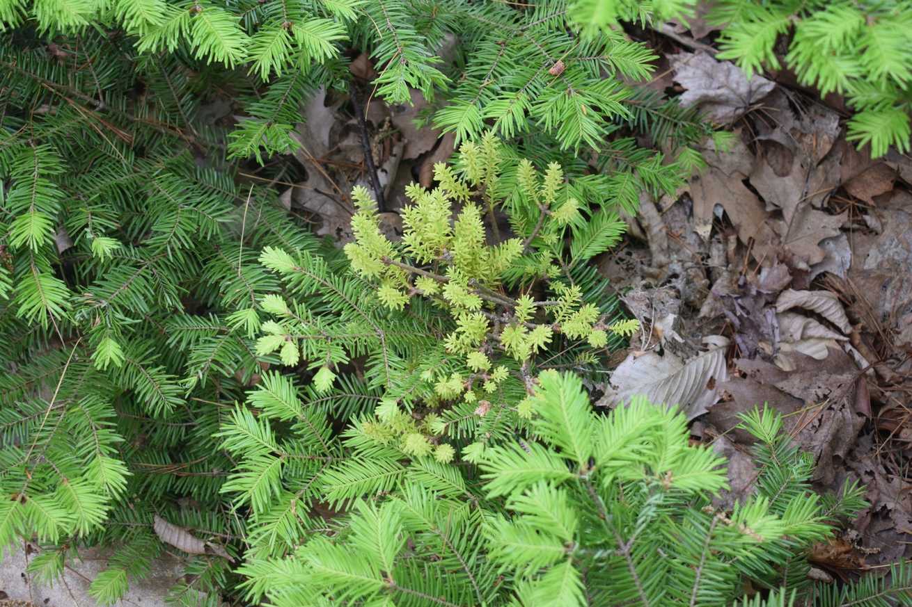 Melampsorella caryophyllacearum
