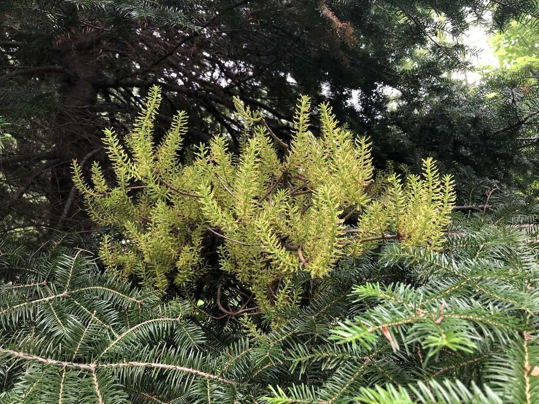 Melampsorella caryophyllacearum