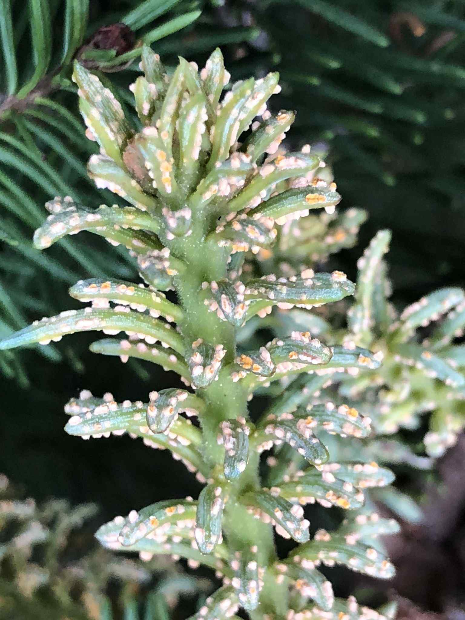 Melampsorella caryophyllacearum