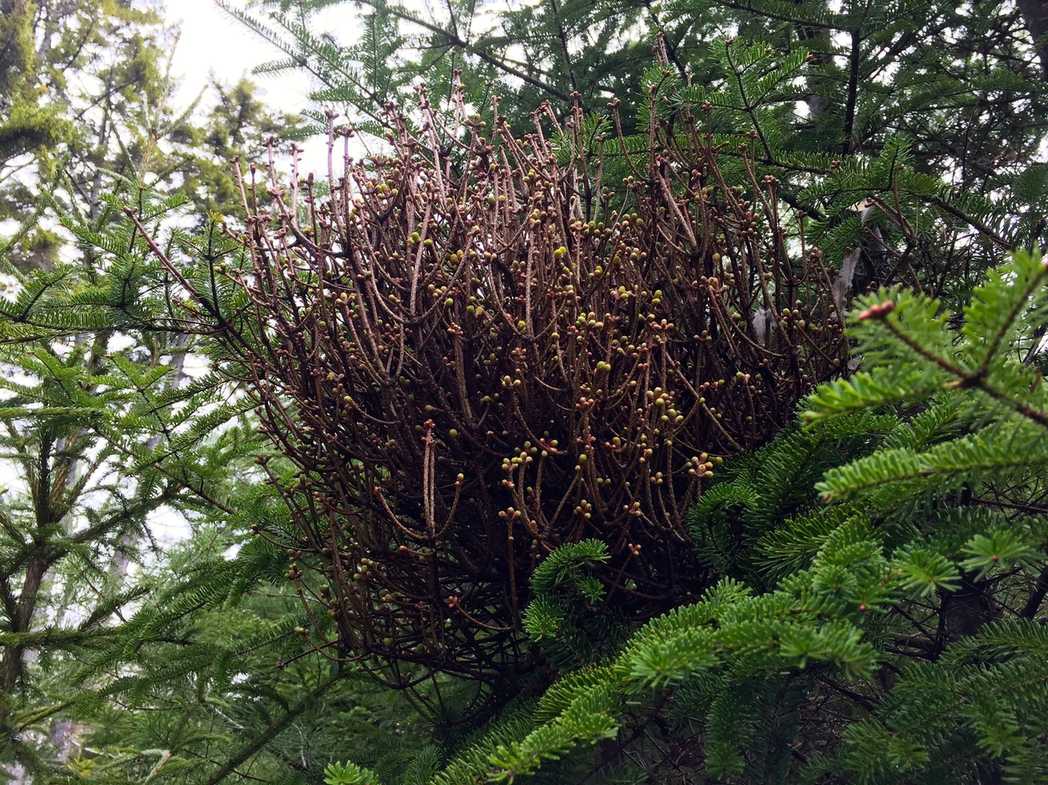 Melampsorella caryophyllacearum