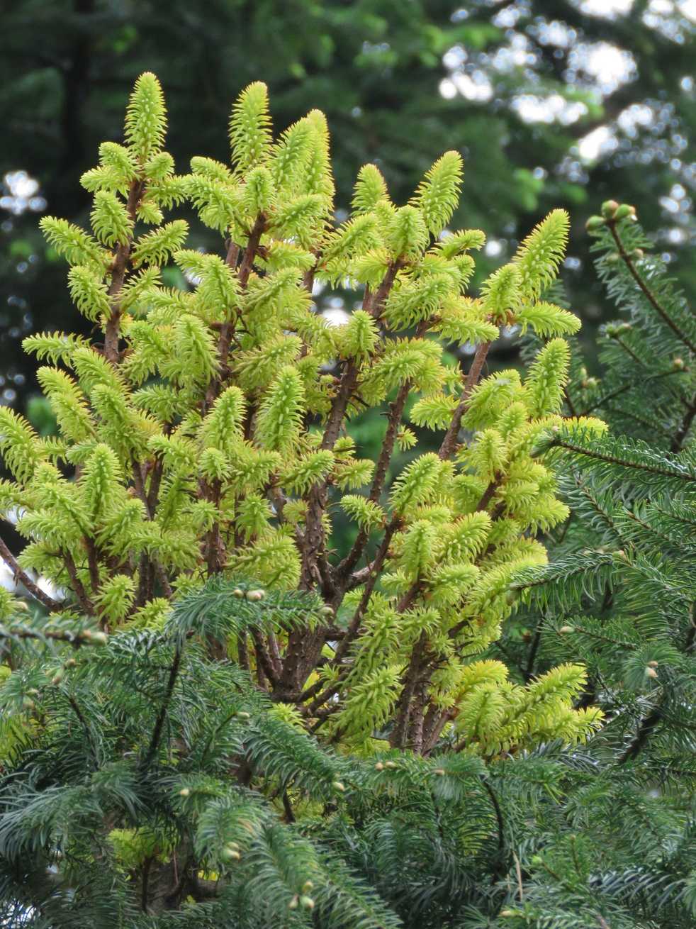 Melampsorella caryophyllacearum