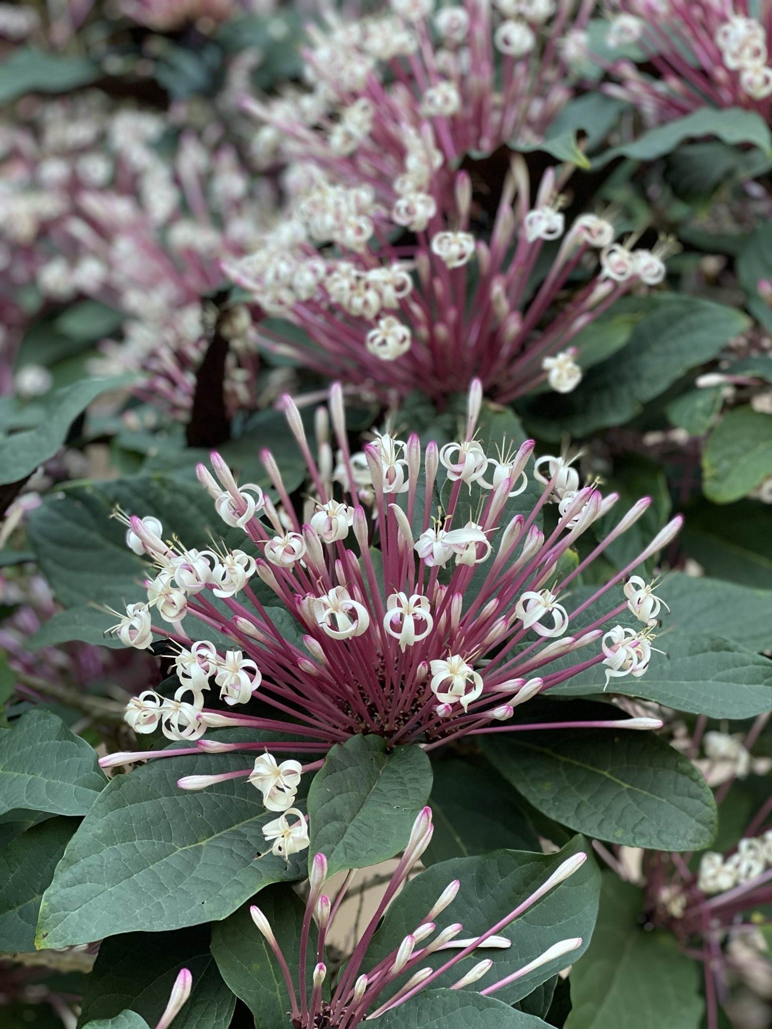 Clerodendrum quadriloculare