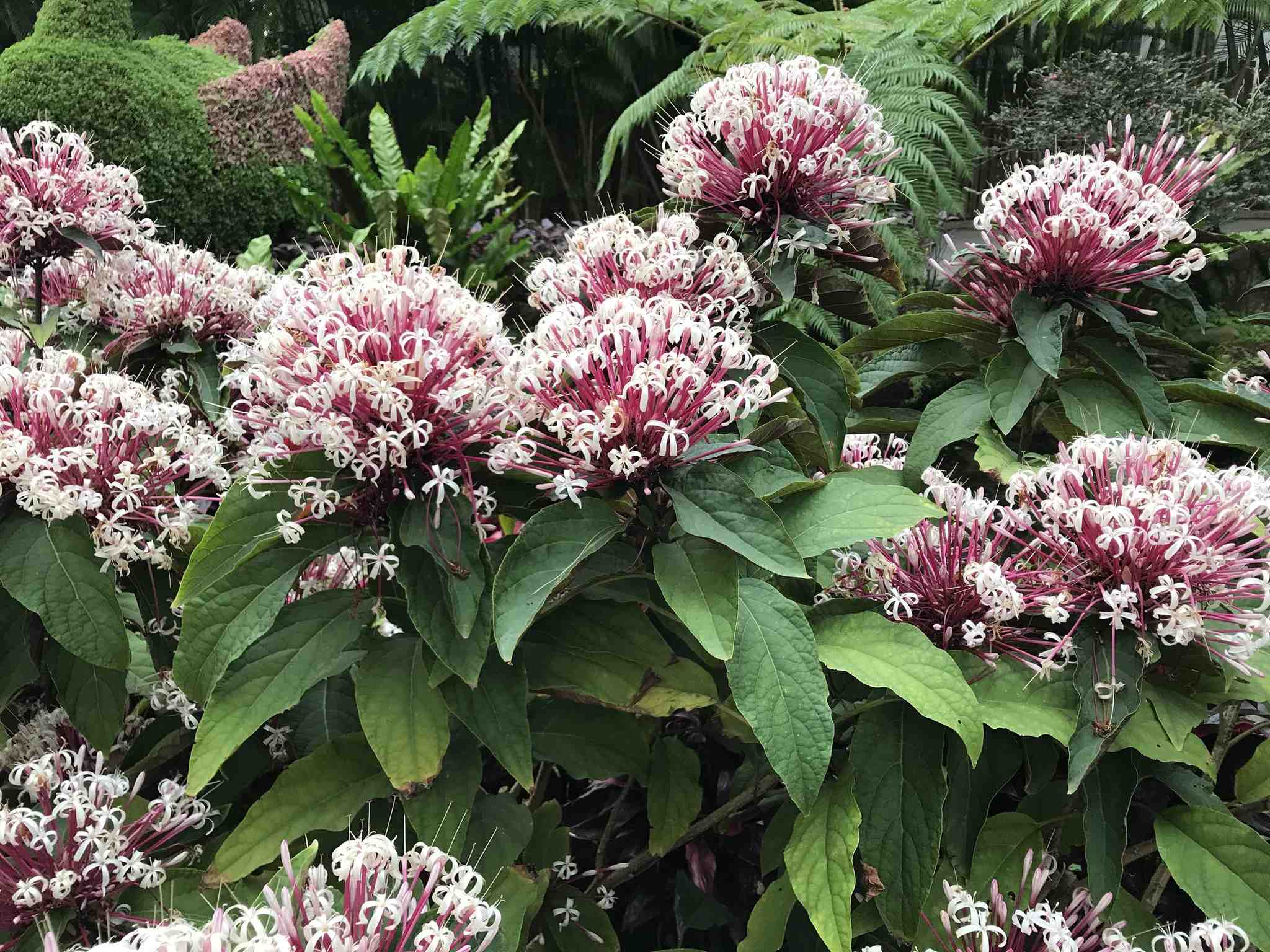 Clerodendrum quadriloculare