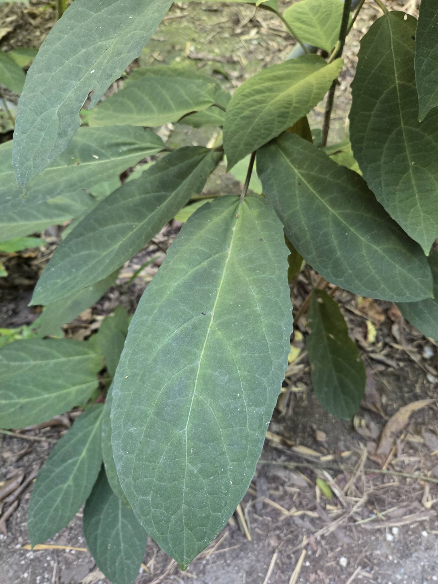Clerodendrum quadriloculare