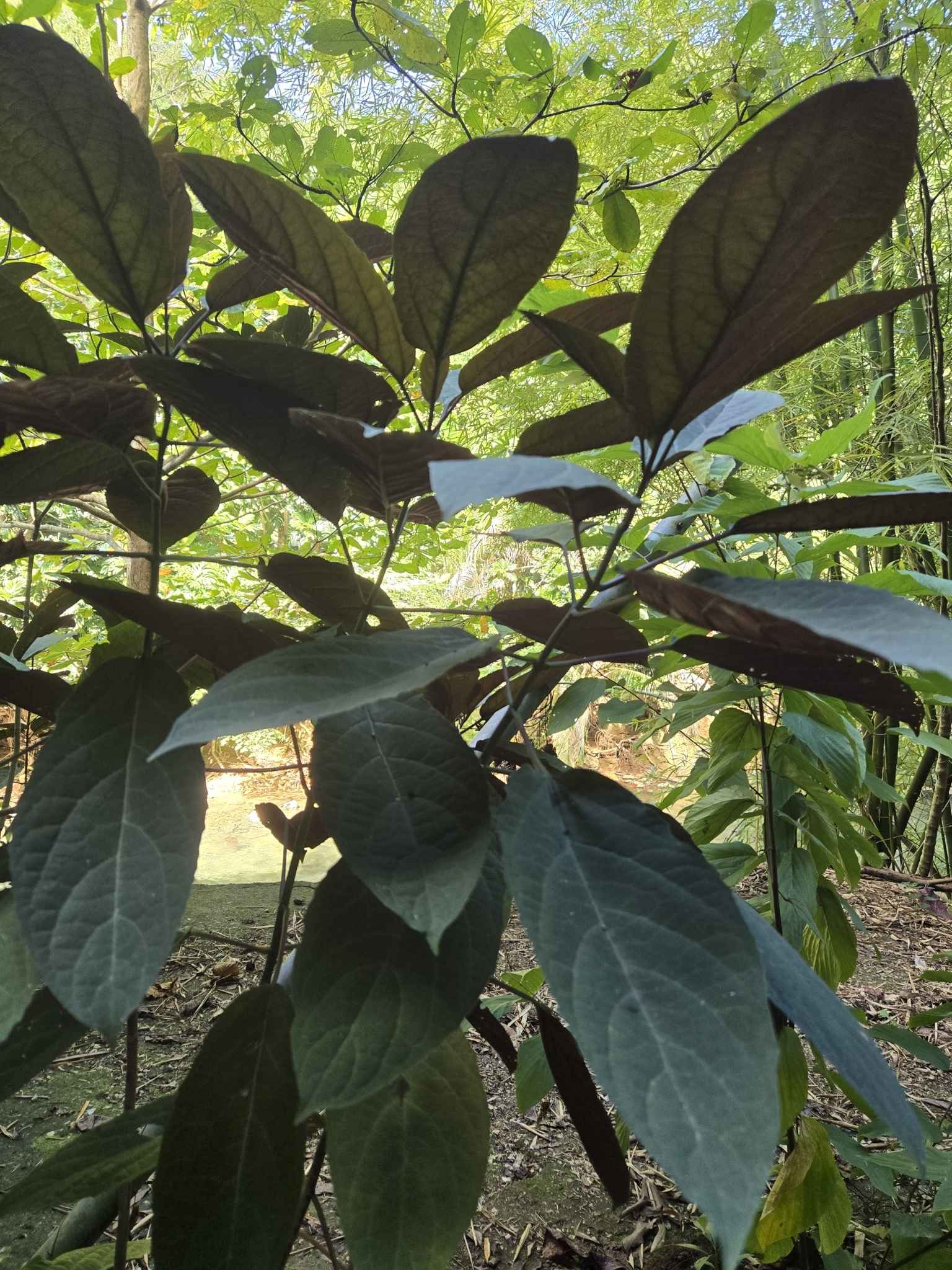 Clerodendrum quadriloculare