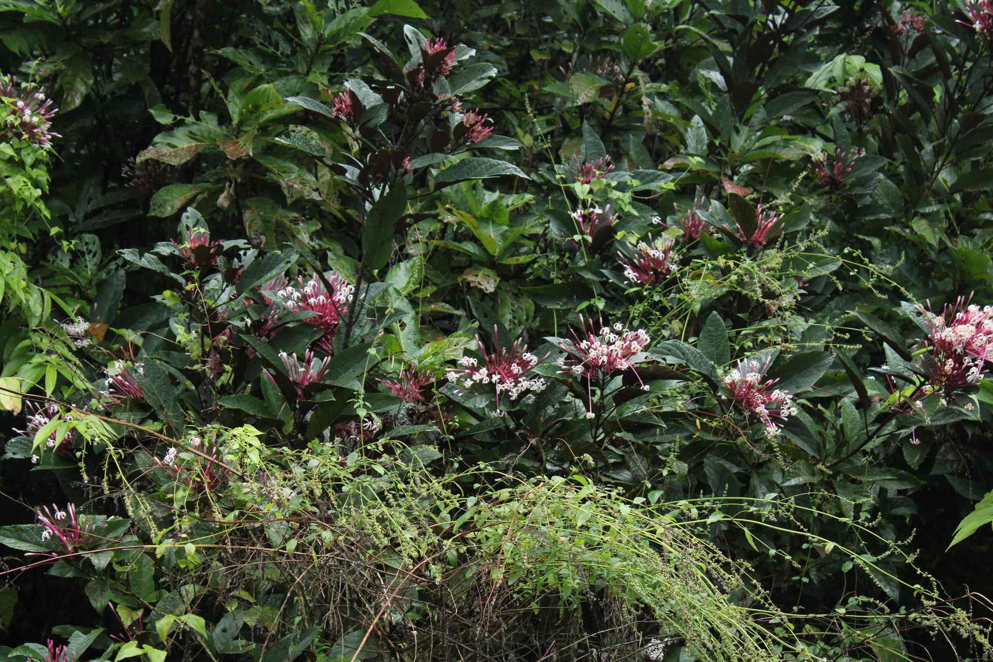 Clerodendrum quadriloculare