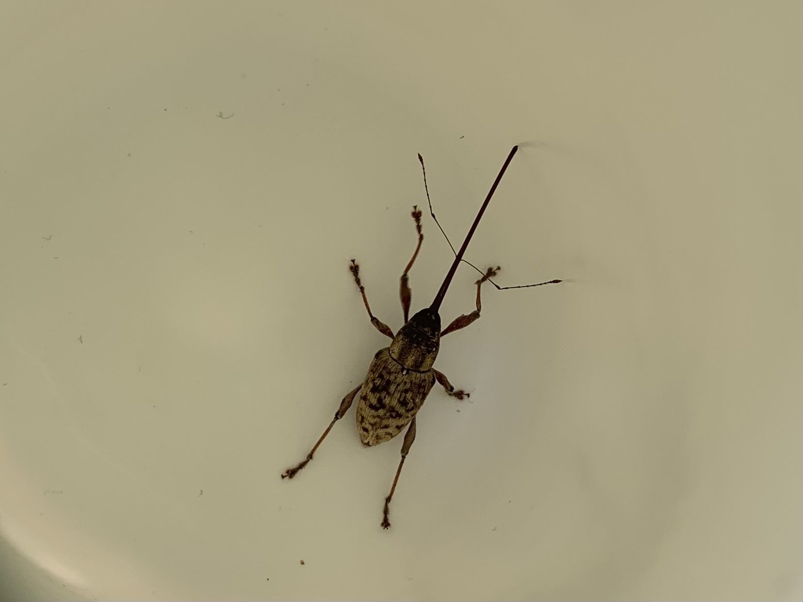 Curculio caryatrypes