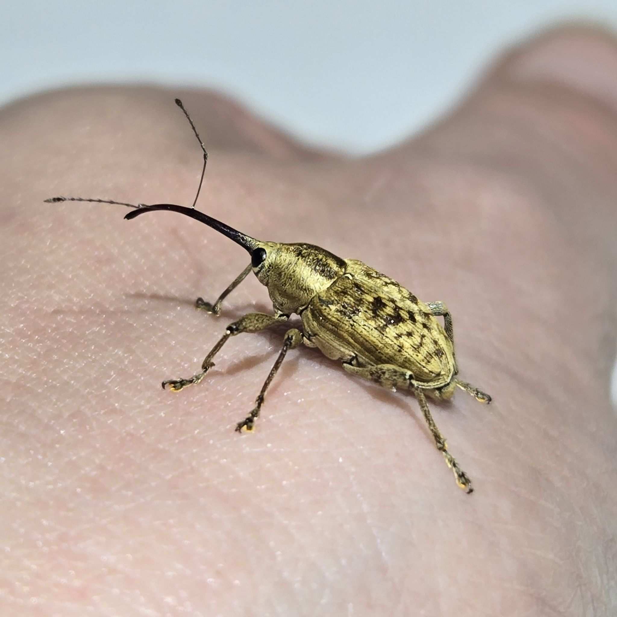 Curculio caryatrypes