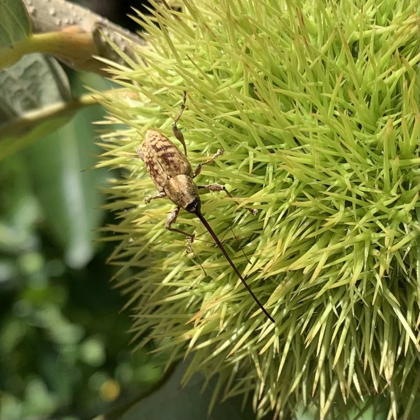 Curculio caryatrypes
