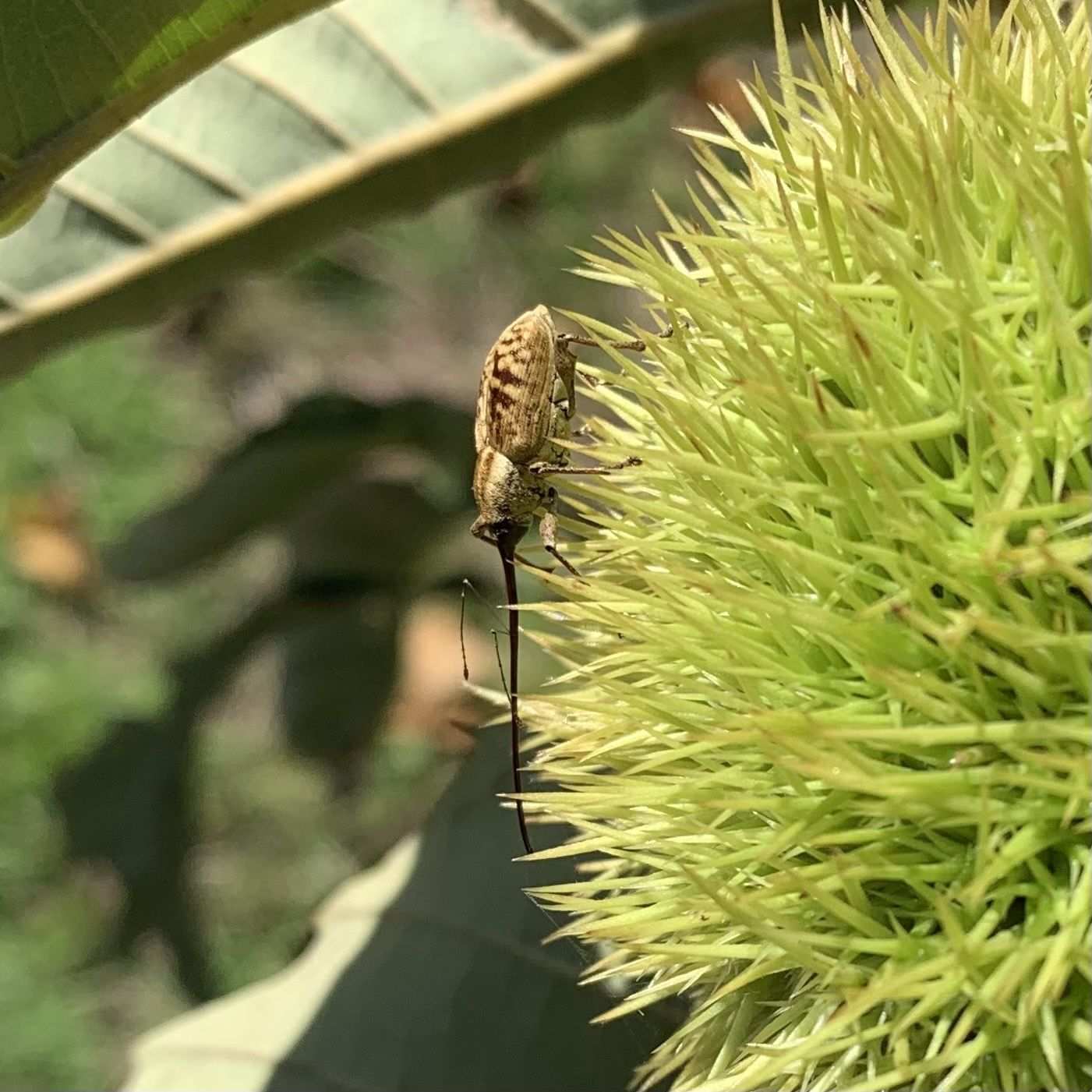 Curculio caryatrypes