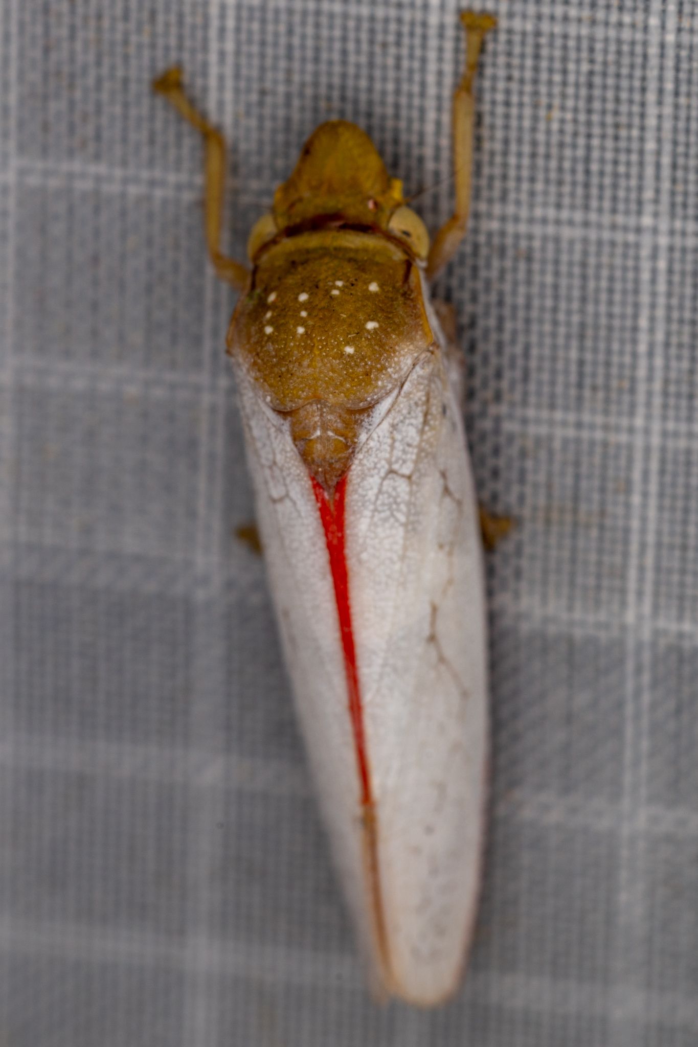 Diestostemma