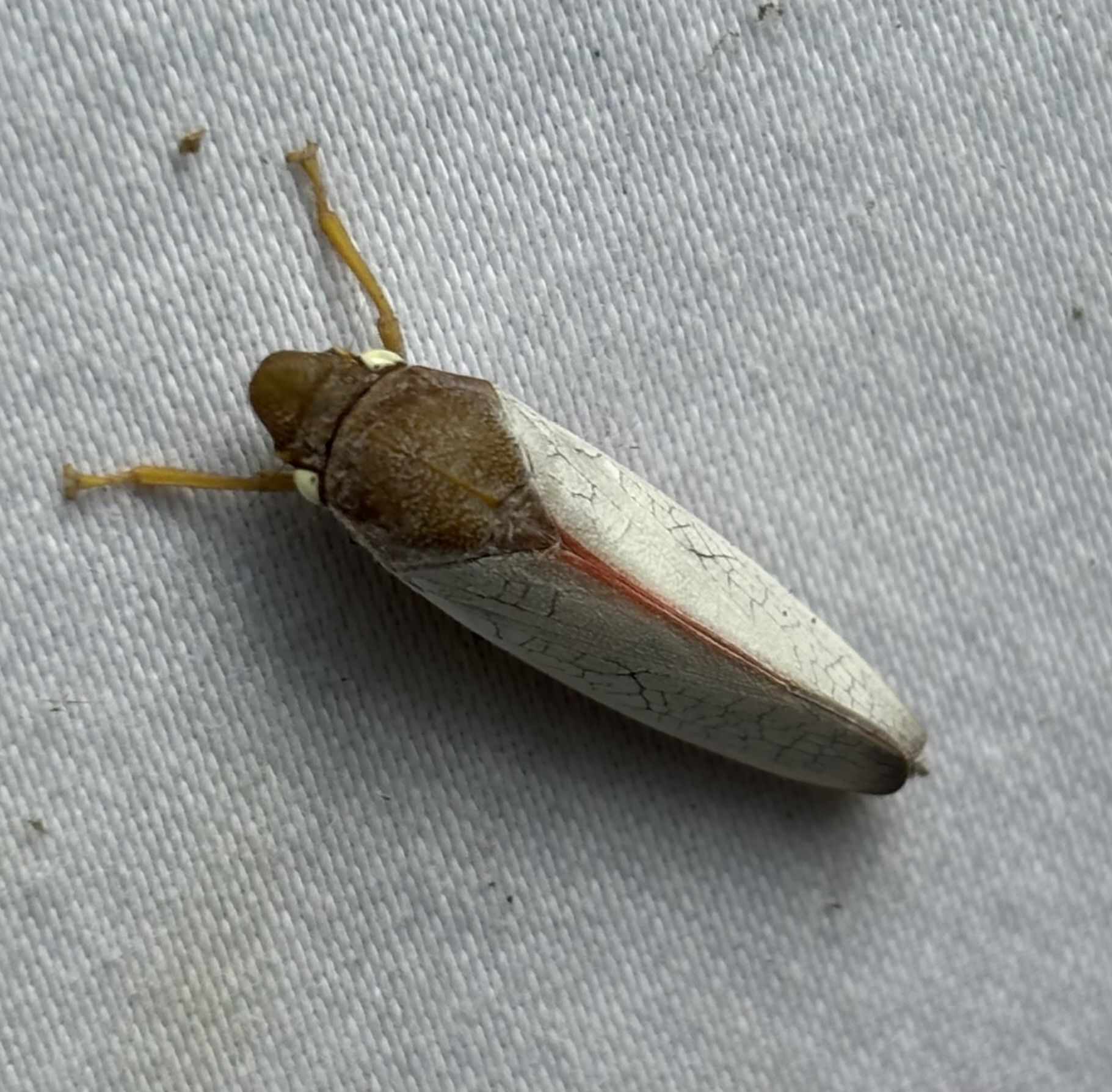 Diestostemma