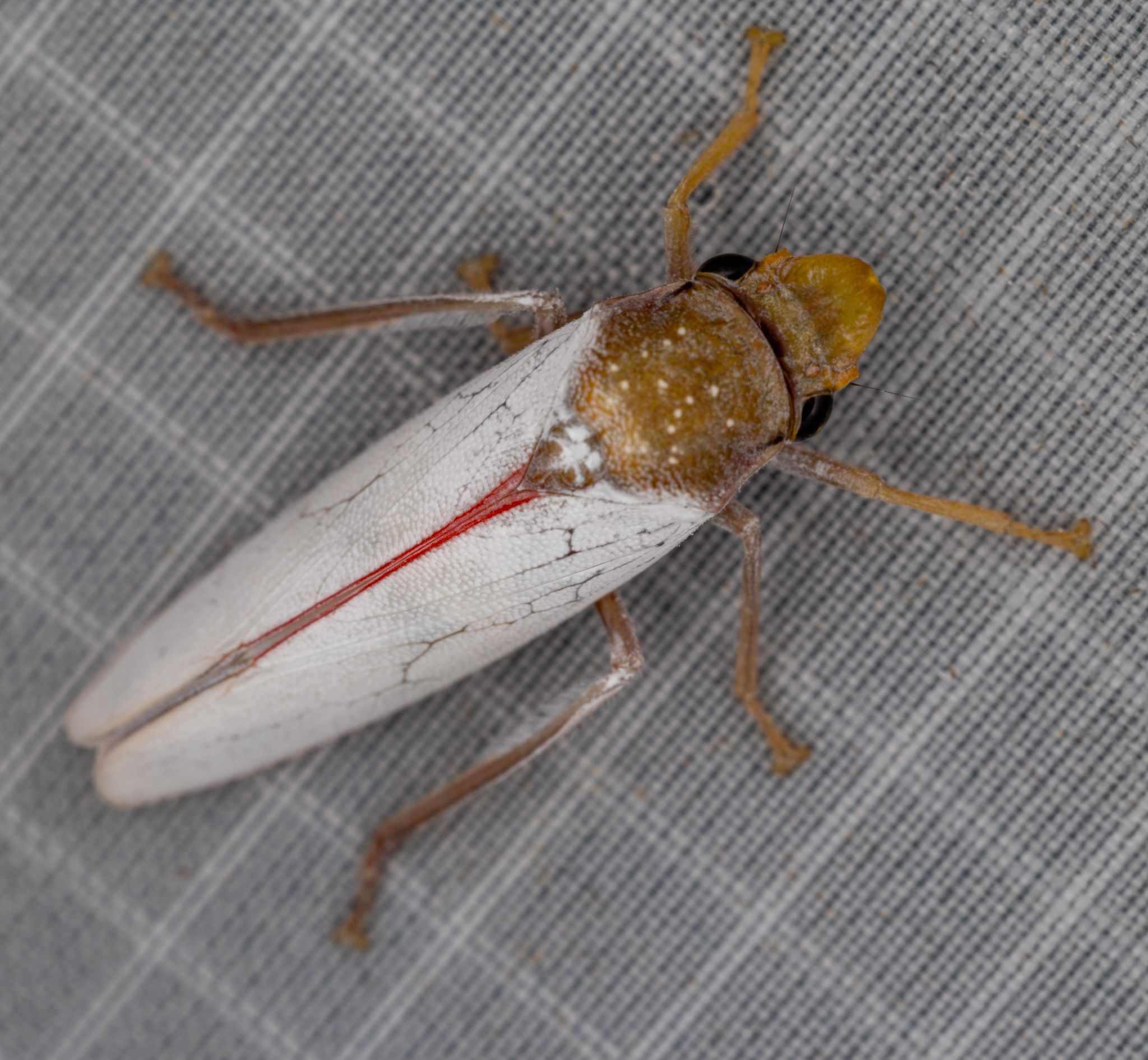 Diestostemma