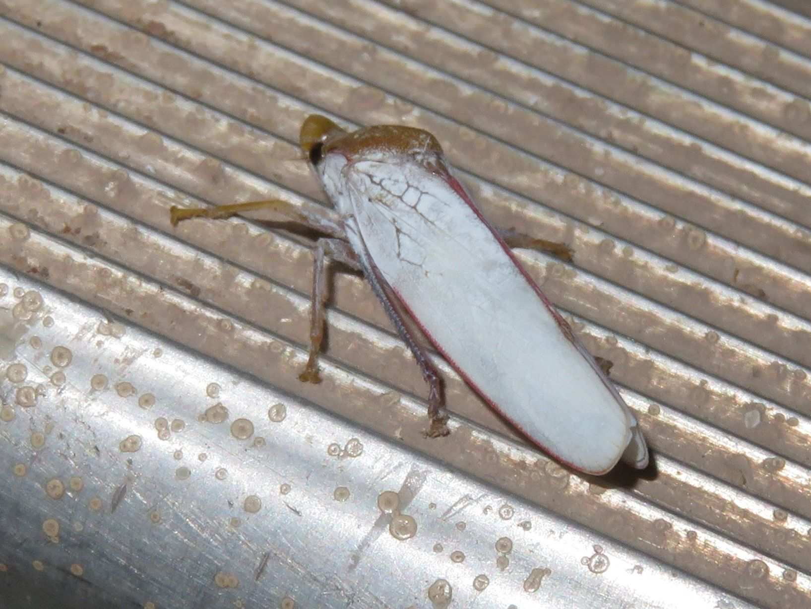Diestostemma
