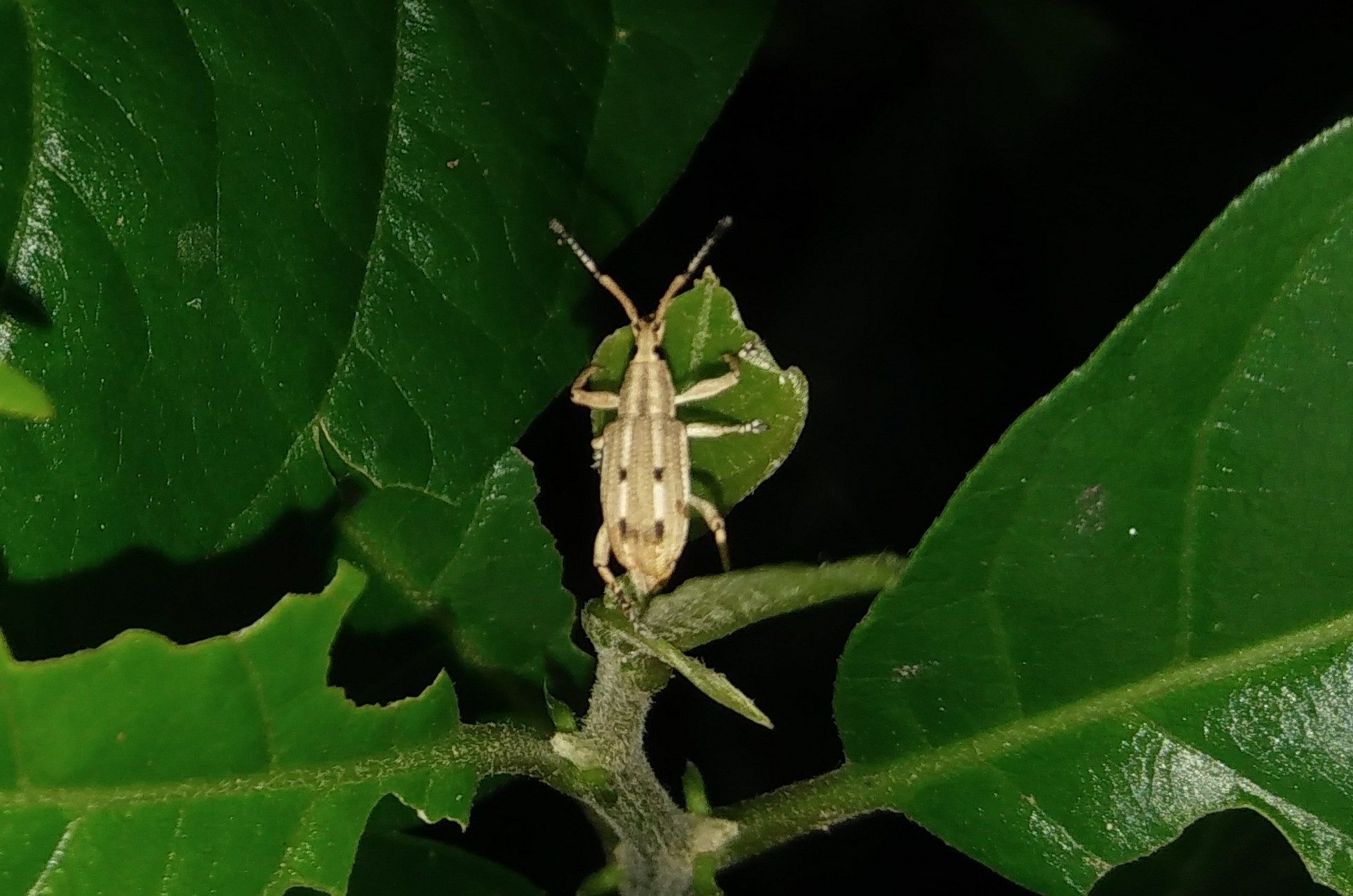 Eustylus