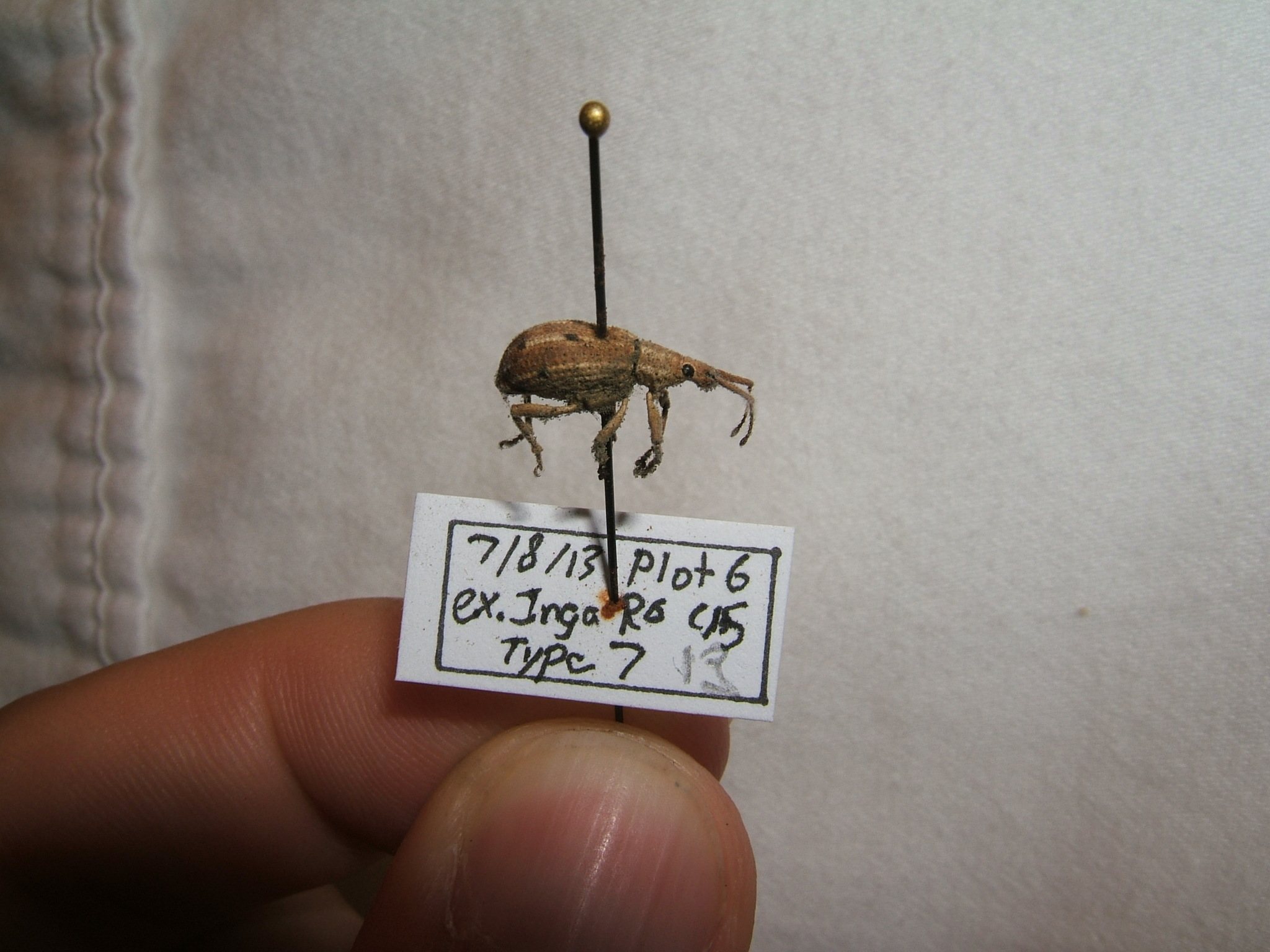 Eustylus