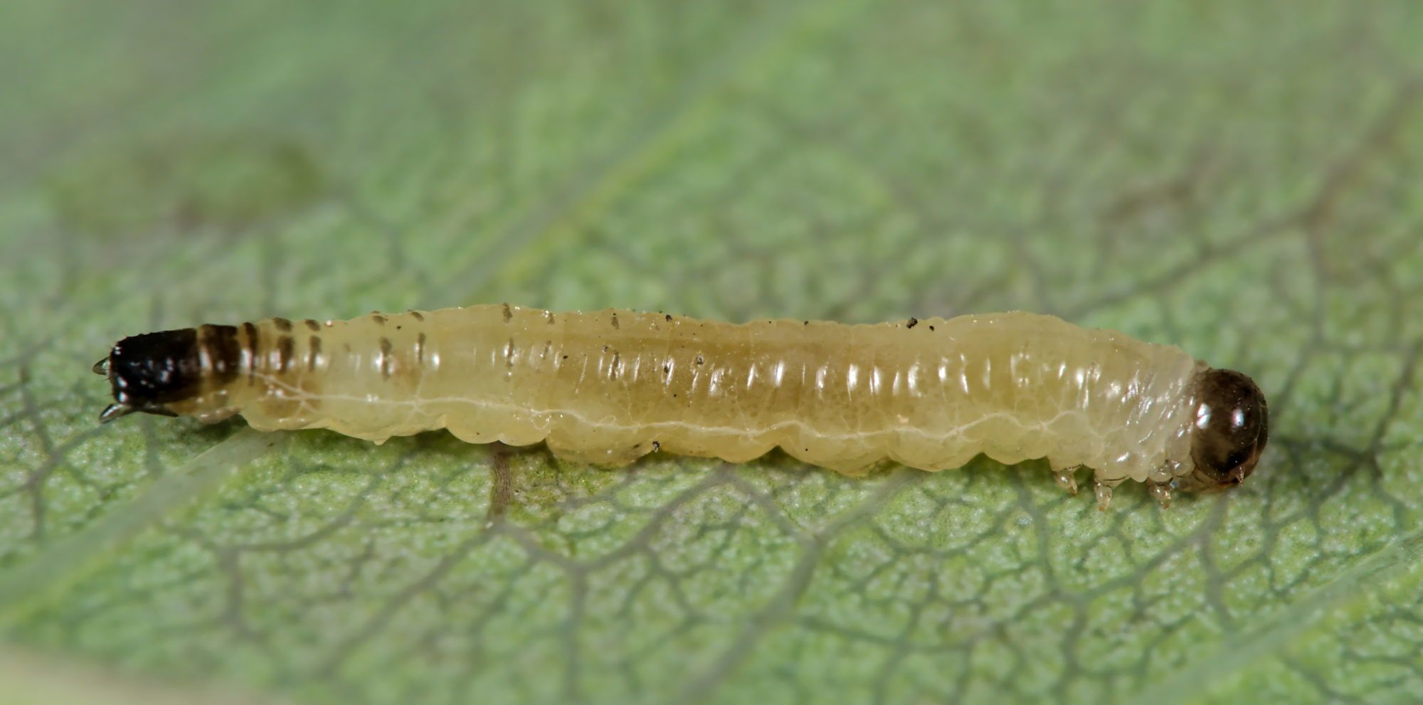 Cladardis elongatula