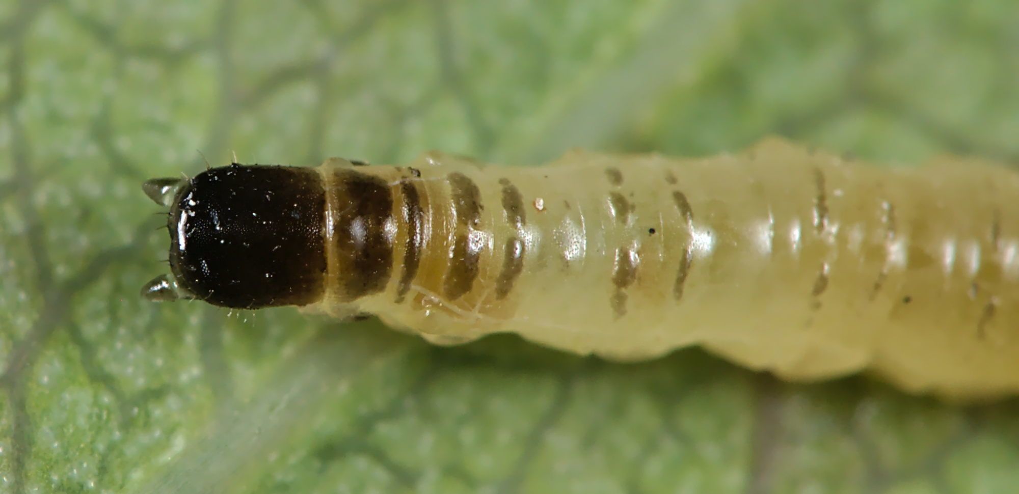 Cladardis elongatula