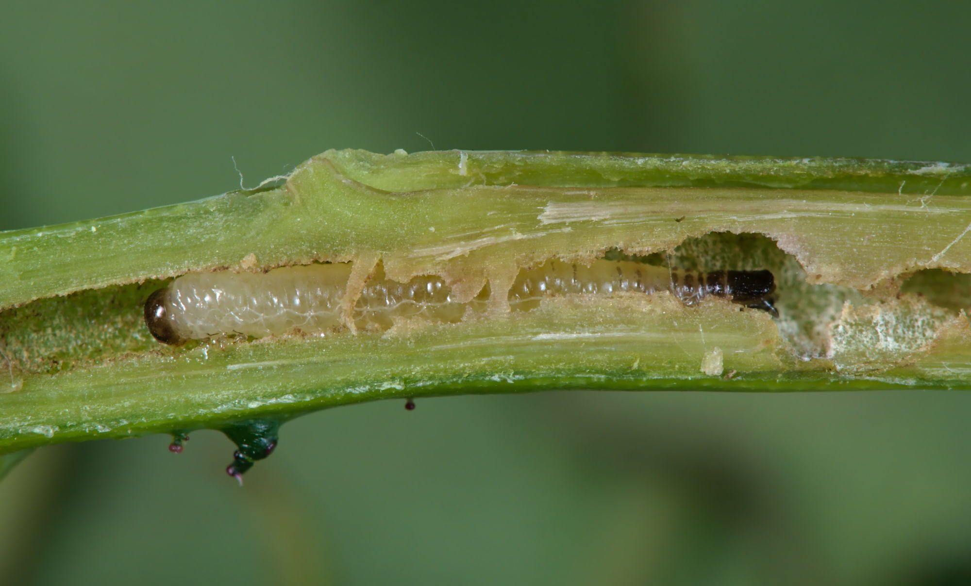 Cladardis elongatula