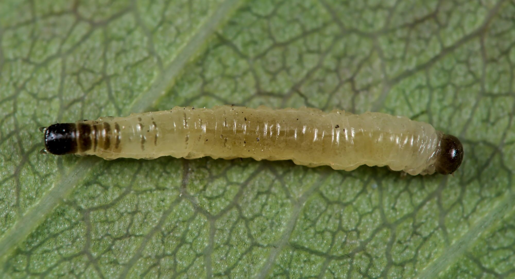 Cladardis elongatula