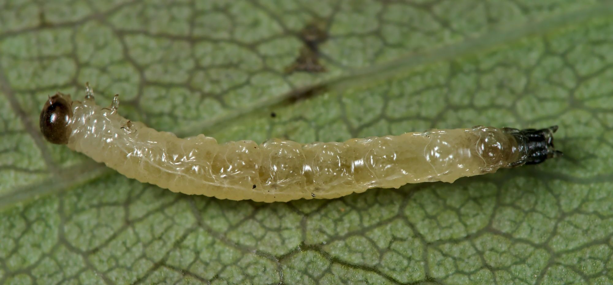 Cladardis elongatula