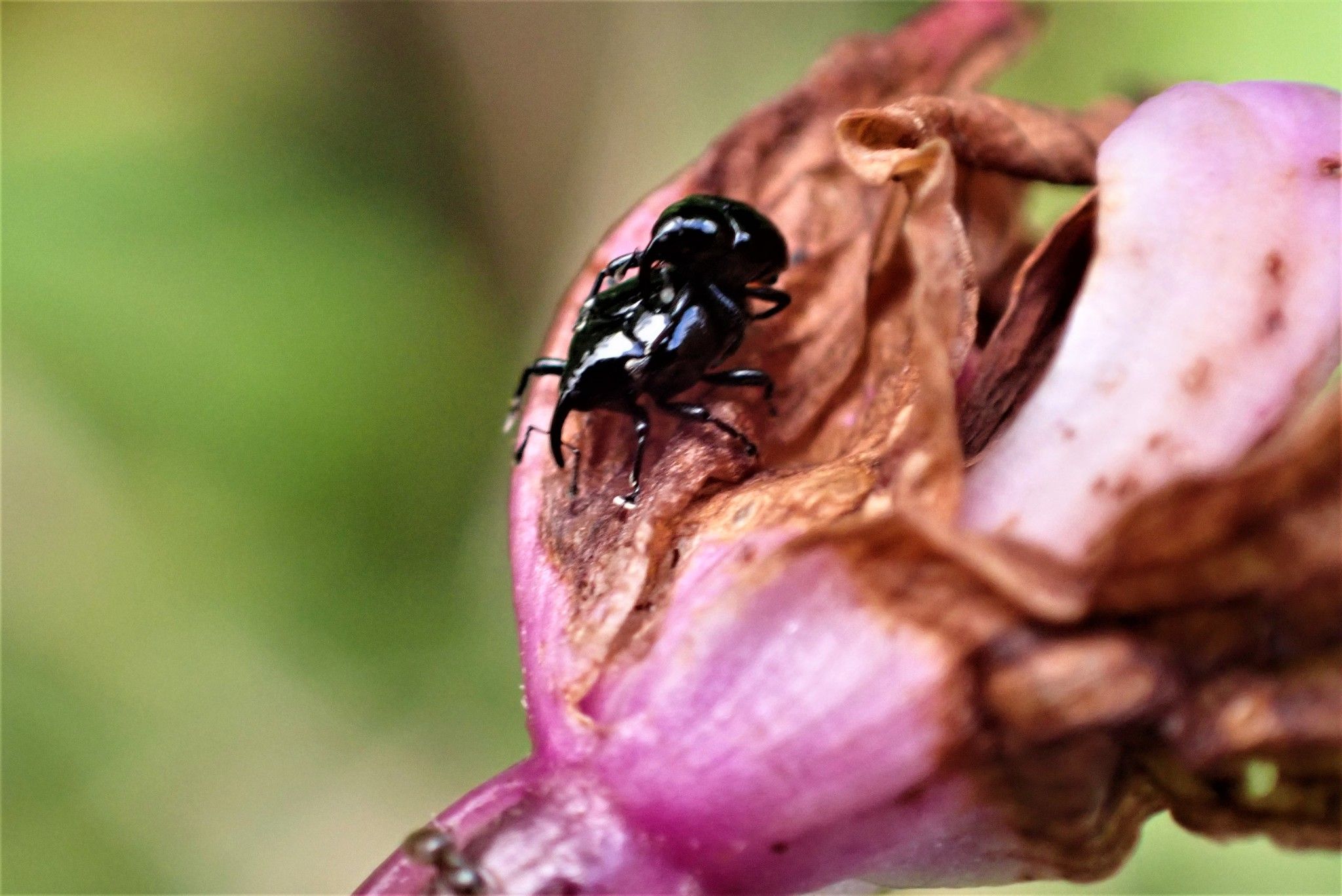 Stethobaris