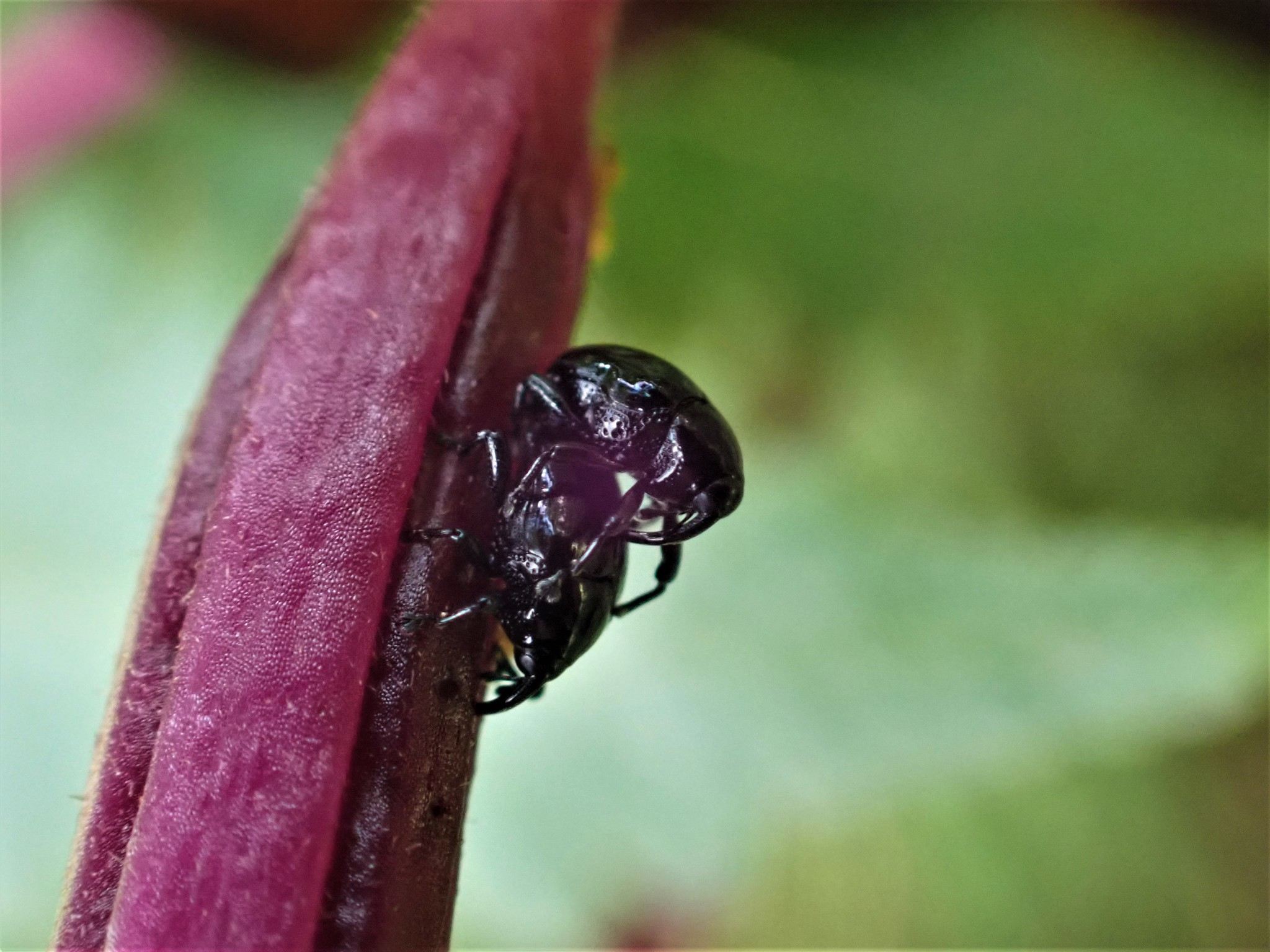 Stethobaris