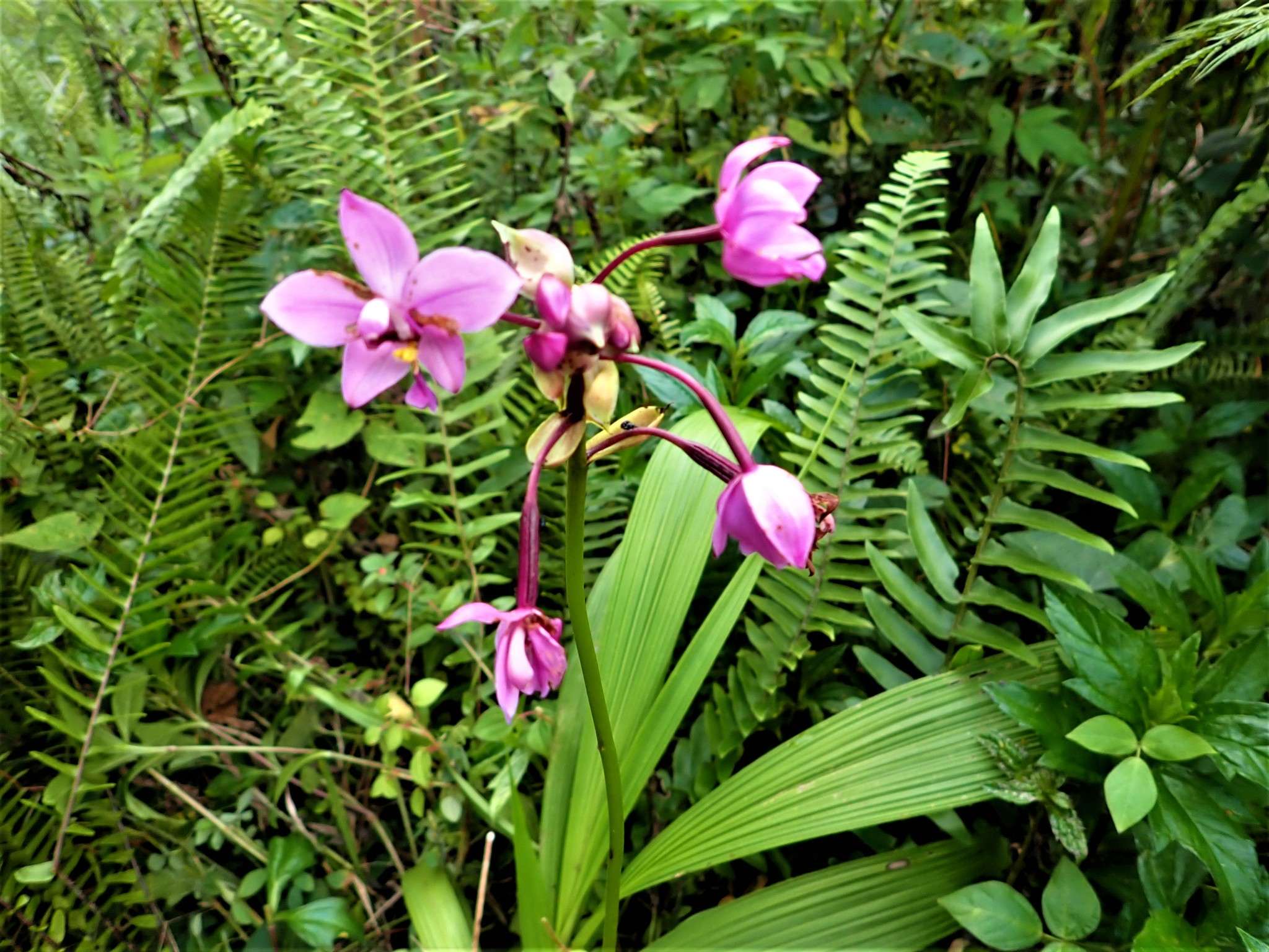 Stethobaris