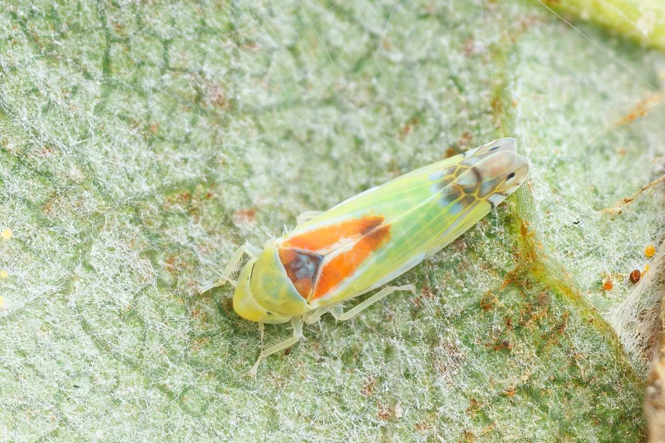 Zyginella