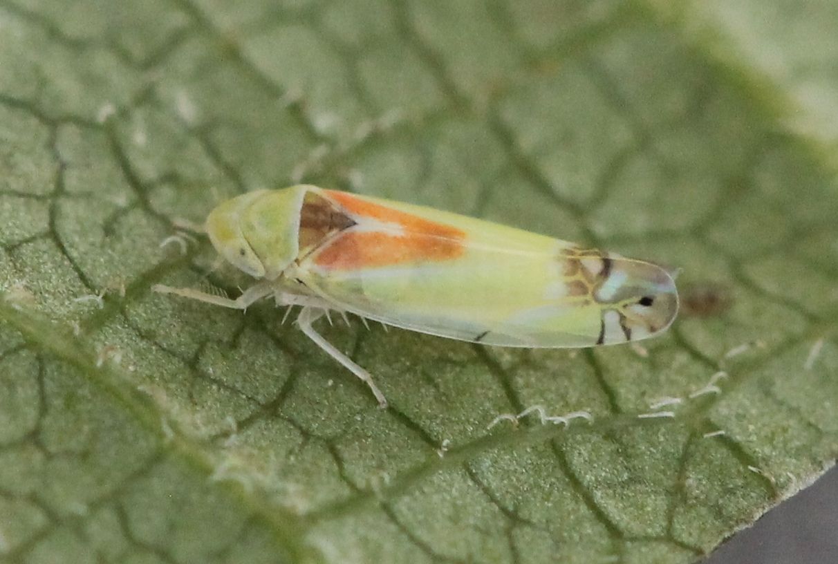Zyginella