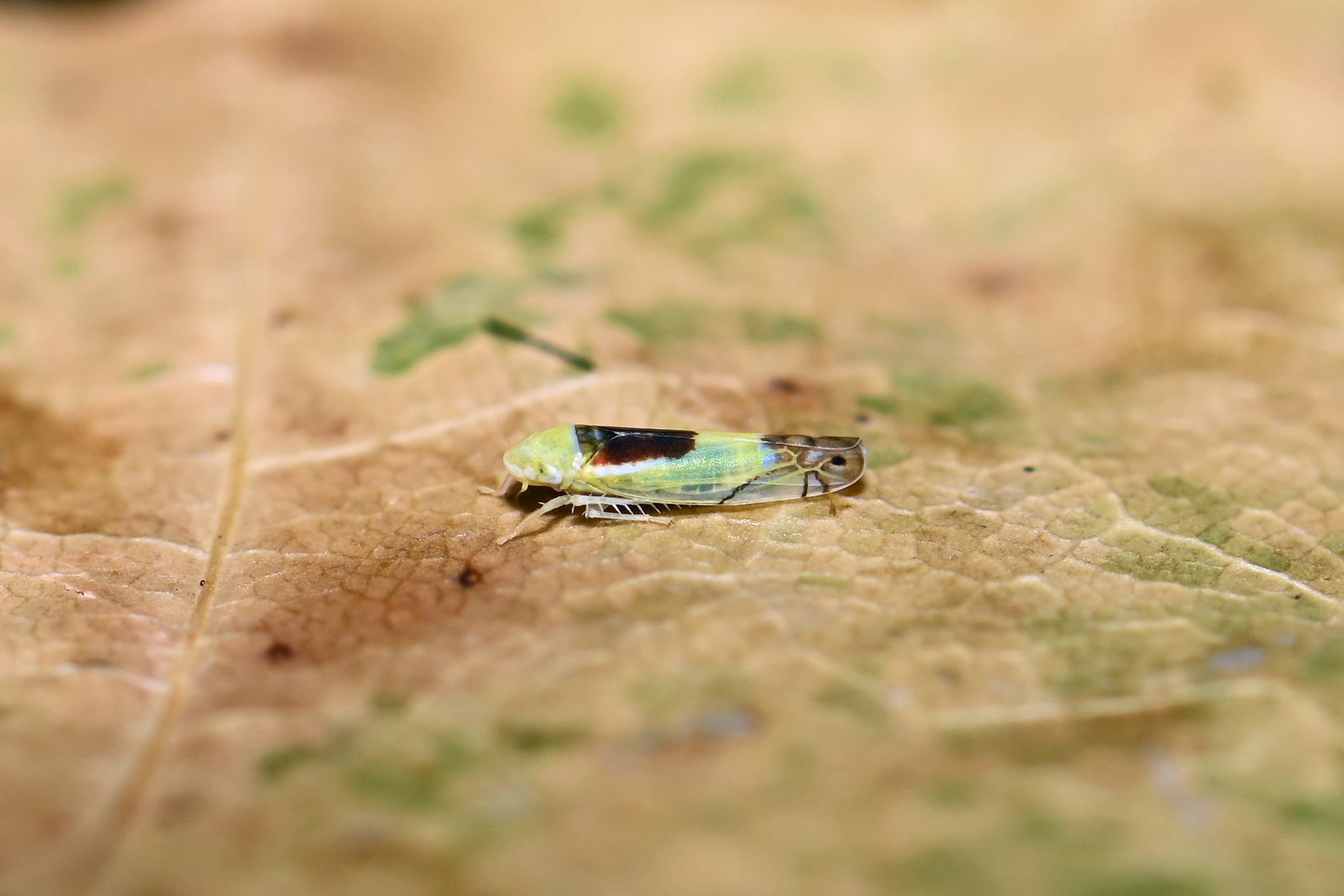 Zyginella