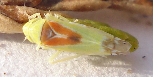Zyginella