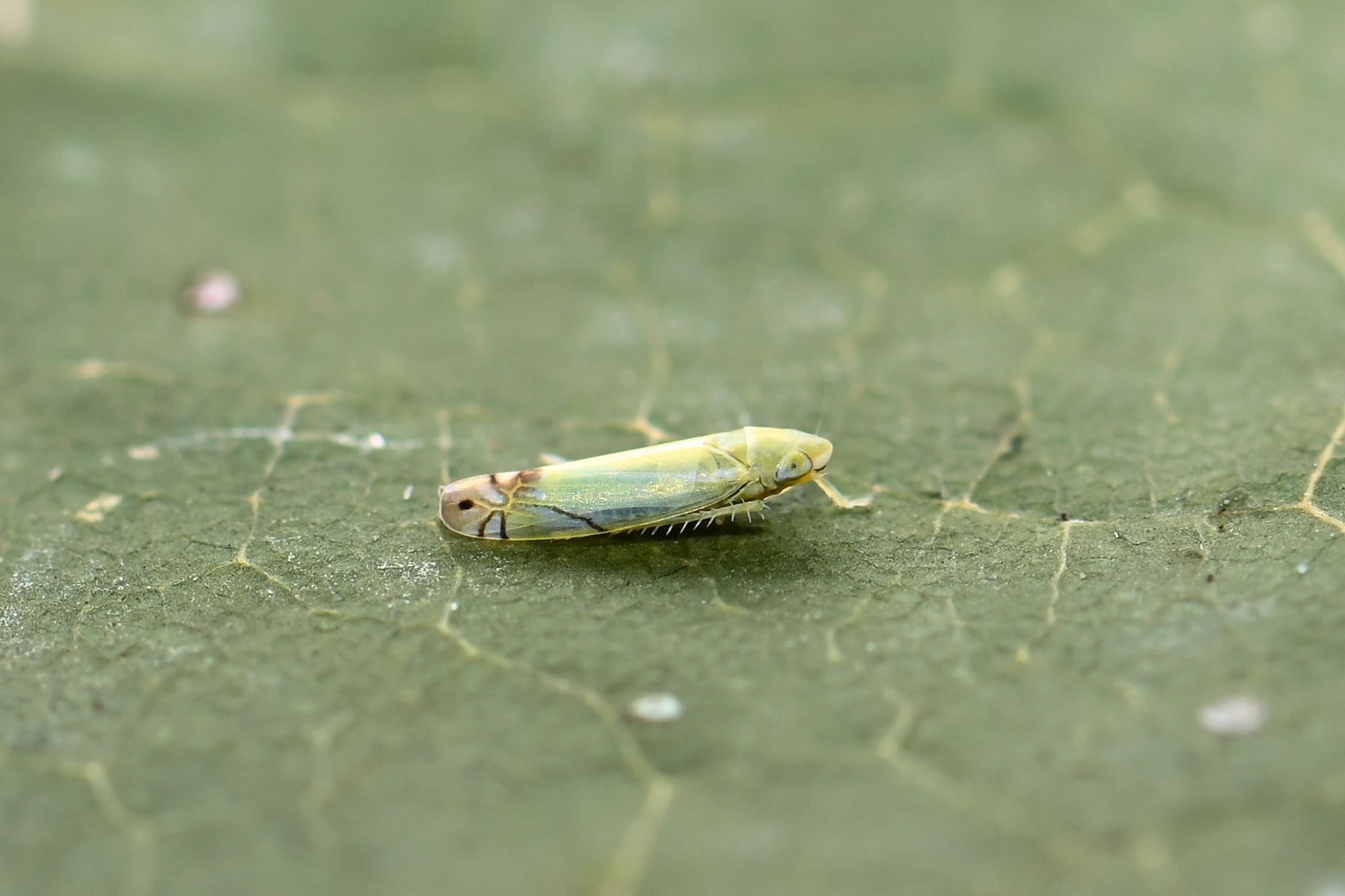 Zyginella