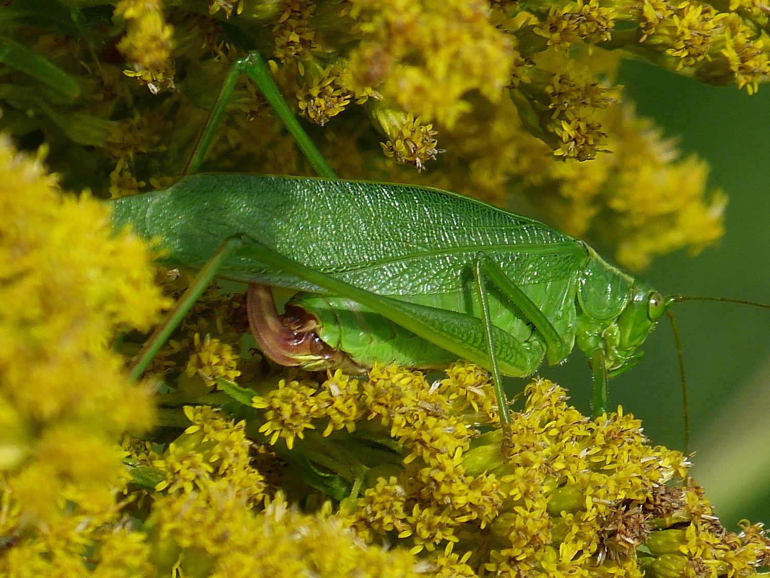 Scudderia