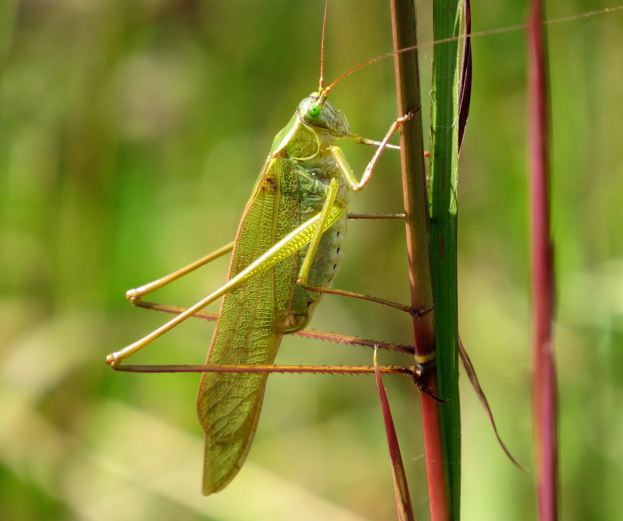 Scudderia