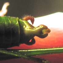 Scudderia