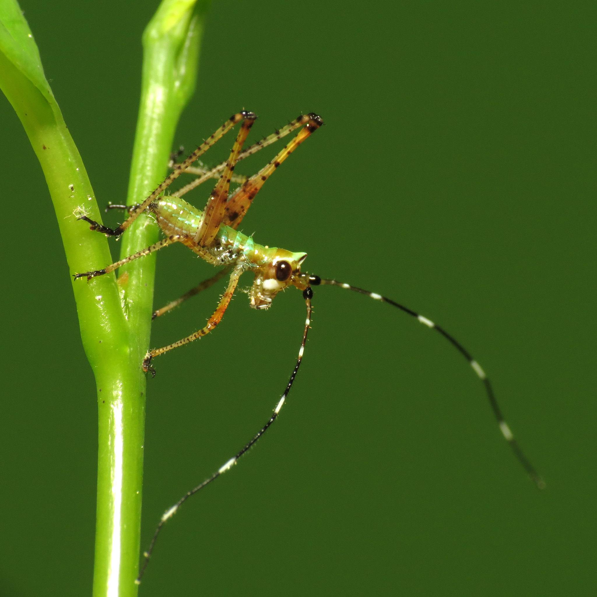 Scudderia